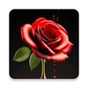 Icono de Red Rose Wallpaper