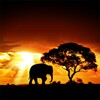African Sunset Free Live Wallpaper icon