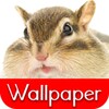 Wallpaper Chipmunk icon