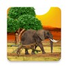 Safari Live Wallpaper icon