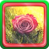 गुलाब के फूल icon