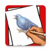 Icono de How to Draw Birds