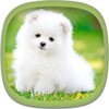 Biểu tượng Cute Puppy Wallpapers