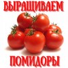 Выращиваем помидоры icon