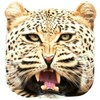 Real Cheetah Simulator icon