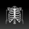 Bones Human 3D (anatomy) icon