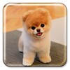 Puppy Live Wallpaper icon