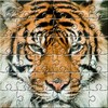 Puzzle Zoo icon