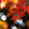 Herbst-Blatt-Herbst Live Wallpaper icon