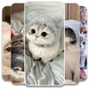 Icono de Cute Kitten Wallpaper
