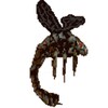 Arnallia icon