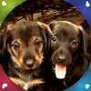 Puppies Live Wallpapers icon