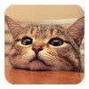 Q Cat icon