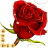 Lovely Rose Valetines Rose icon