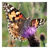 Butterfly Spotter icon