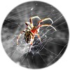 Spider Wallpaper icon