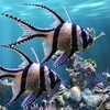 أيقونة The real aquarium - HD