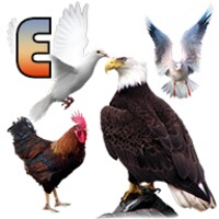 تعليم أسماء الطيور باللغة الانجليزية icon