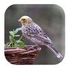 Canary Bird Sounds icon