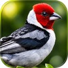 ไอคอน Brazilian's birds sounds