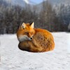 The Fox icon