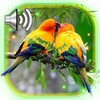 Love Birds Live Wallpaper icon