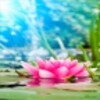 Magic Water Lotus LWP icon