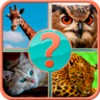 Guess Animal icon
