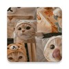 Icono de Cute Cat Wallpaper