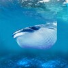 The Blue Whale आइकन