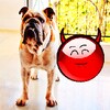 Red Ball Pet Egg icon
