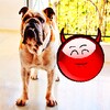 ไอคอน Red Ball Pet Egg