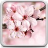 Cherry Blossom Live Wallpaper icon
