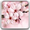 Icona di Cherry Blossom Live Wallpaper