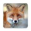 Fox Sounds icon