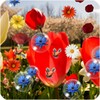 Spring Live Wallpaper icon