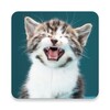Cats sounds icon