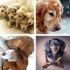 Dachshund HD Wallpapers icon