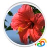 Real Red Flower Live Wallpaper icon