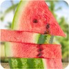 watermelon Wallpaper icon