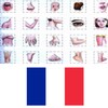 Ícone de Learn Body Parts in French