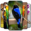 Birds Wallpaper icon