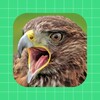 Hawk Sounds icon