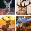 Deer Wallpapers: HD Images,Free Pics download icon