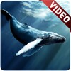 Blue Whale Video Live Wallpape icon