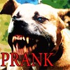 Angry Dog Pitbull icon