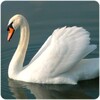 Swan Wallpapers icon