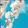 Galaxy sakura live wallpaper icon