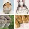 Easter Bunny Wallpapers: HD images Free download icon