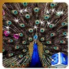 3D Peacock Wallpapers - Screen Lock, Sensor, Auto icon